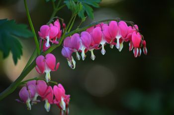 Bleeding hearts