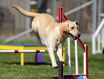 Dog Agility