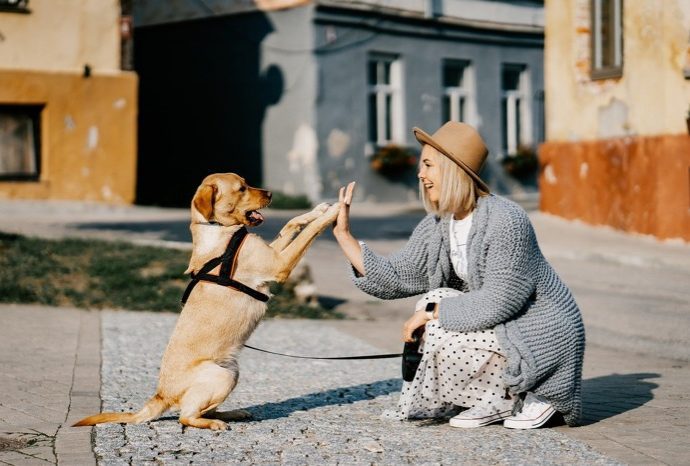 Dog Ownership