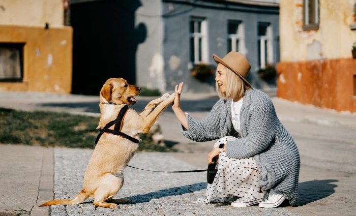 Dog Ownership