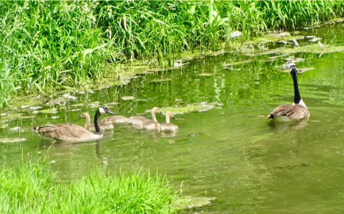 Harlan Ducks