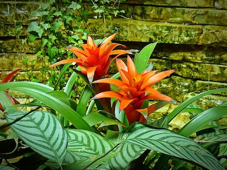 bromeliad plant