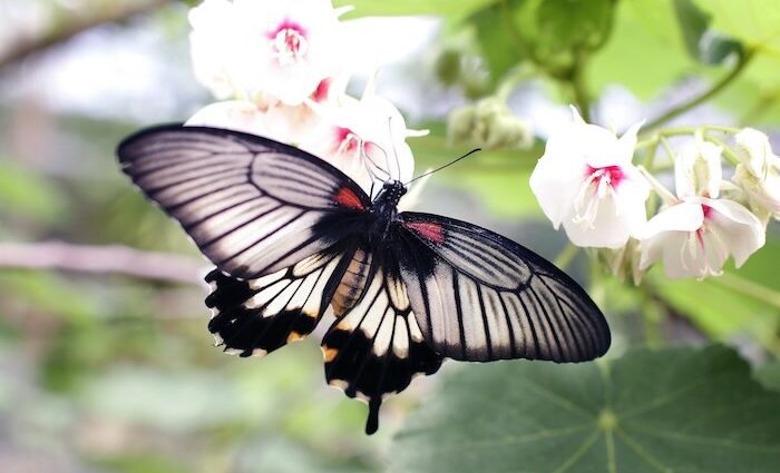 Season of Life